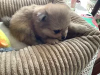 Rusty, a male Pomeranian for sale in Louisa, VA – 5 of 5