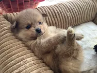 Rusty, a male Pomeranian for sale in Louisa, VA – 2 of 5