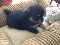 Bella, a female Pomeranian for sale in Louisa, VA – 5 of 5
