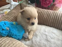Teddy, a male Pomeranian for sale in Louisa, VA – 3 of 5