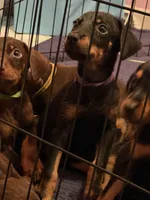 Doberman Puppy, a male Doberman Pinscher for sale in McDonough, GA – 7 of 9