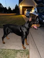 Doberman Puppy, a male Doberman Pinscher for sale in McDonough, GA – 9 of 9