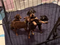 Doberman Puppy, a male Doberman Pinscher for sale in McDonough, GA – 5 of 9