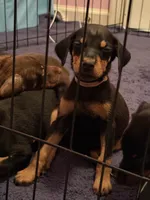 Doberman Puppy, a male Doberman Pinscher for sale in McDonough, GA – 3 of 9
