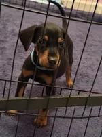 Doberman Puppy, a male Doberman Pinscher for sale in McDonough, GA – 4 of 9