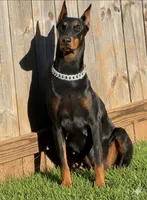 Doberman Puppy, a male Doberman Pinscher for sale in McDonough, GA – 8 of 9