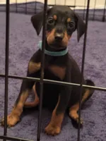 Doberman Puppy, a male Doberman Pinscher for sale in McDonough, GA – 1 of 9