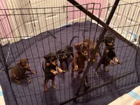 Doberman Puppy, a male Doberman Pinscher for sale in McDonough, GA – 2 of 9