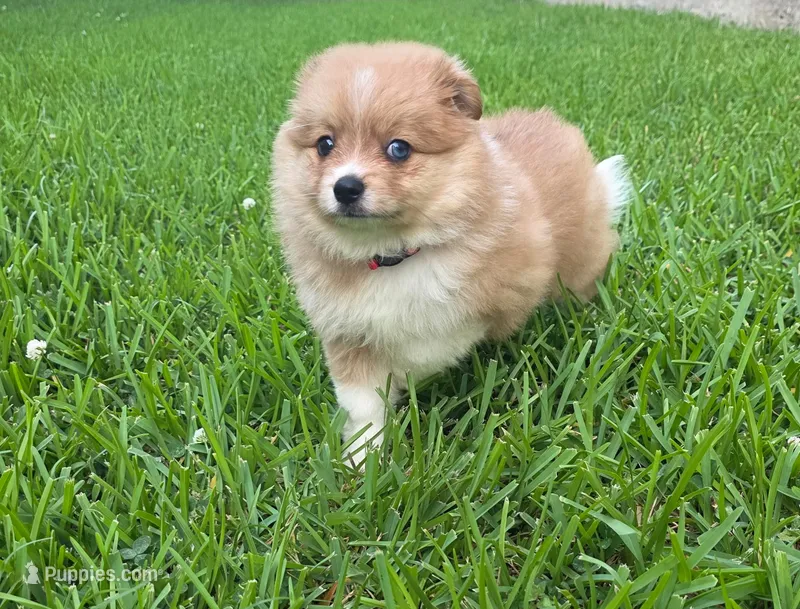 Girly-pink – Pomeranian, Miniature Australian Shepherd puppy for sale in Houston, TX