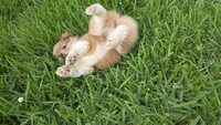 Moon, a female Pomeranian and Miniature Australian Shepherd for sale in Houston, TX – 5 of 6