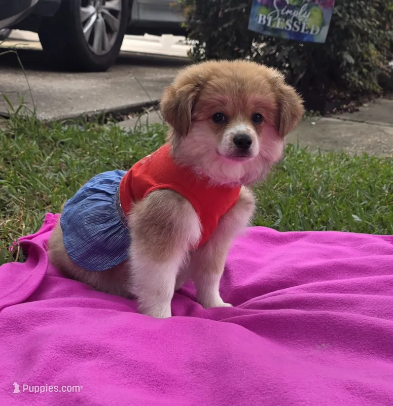 Melon – Pomeranian, Miniature Australian Shepherd puppy for sale in Houston, TX