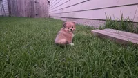 Gray, a male Pomeranian and Miniature Australian Shepherd for sale in Houston, TX – 2 of 5