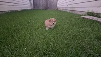 Red, a male Pomeranian and Miniature Australian Shepherd for sale in Houston, TX – 4 of 5