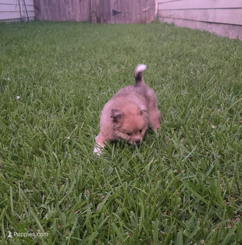 Gray – Pomeranian, Miniature Australian Shepherd puppy for sale in Houston, TX