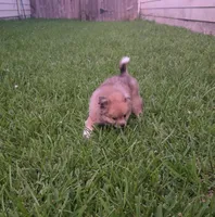 Gray, a male Pomeranian and Miniature Australian Shepherd for sale in Houston, TX – 1 of 5