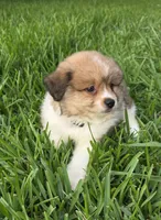 Bear , a male Pomeranian for sale in Houston, TX – 2 of 5
