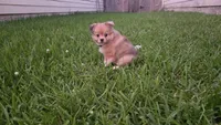Gray, a male Pomeranian and Miniature Australian Shepherd for sale in Houston, TX – 4 of 5