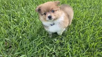 Moon, a female Pomeranian and Miniature Australian Shepherd for sale in Houston, TX – 2 of 6