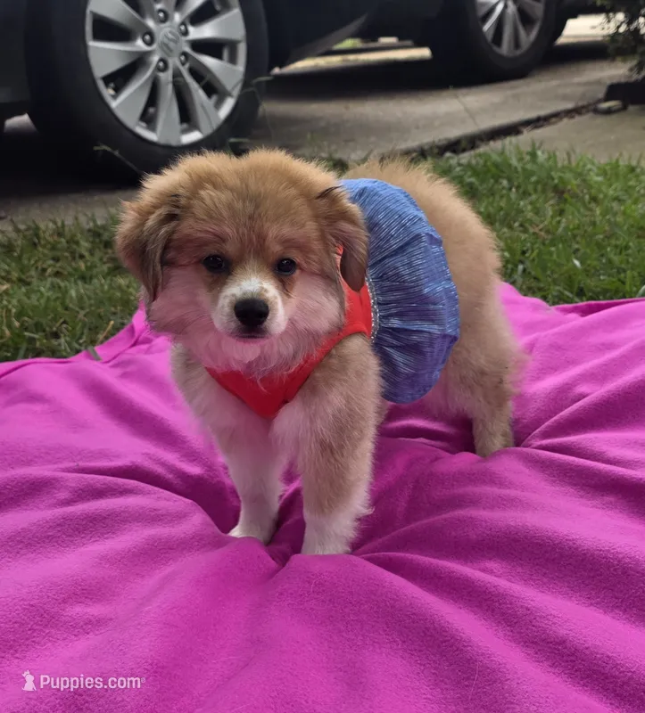 Olive – Pomeranian, Miniature Australian Shepherd puppy for sale in Houston, TX