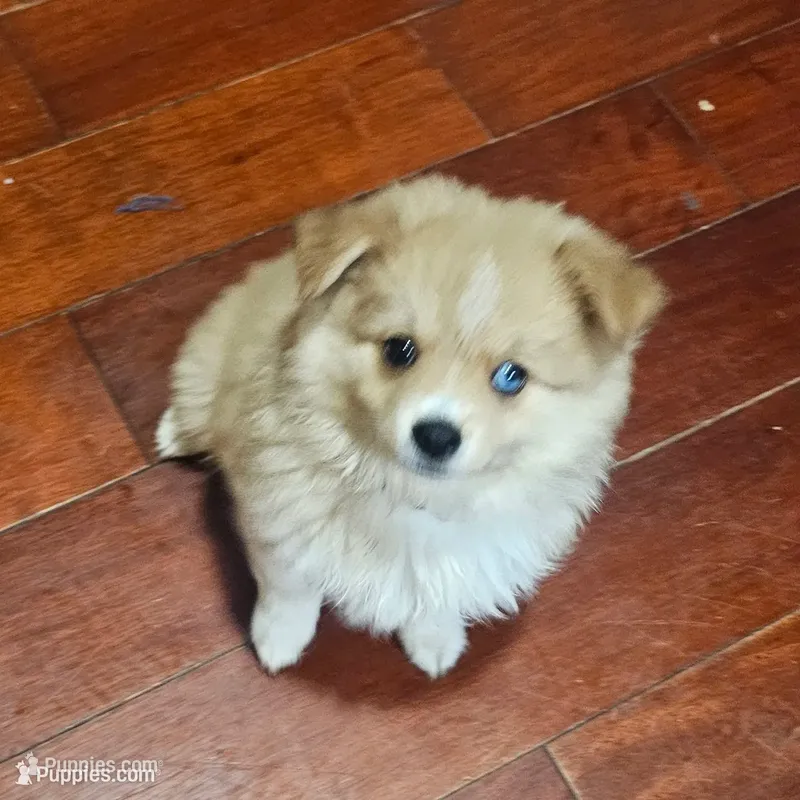 Red – Pomeranian, Miniature Australian Shepherd puppy for sale in Houston, TX