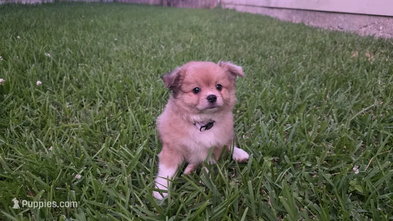 Gray – Pomeranian, Miniature Australian Shepherd puppy for sale in Houston, TX