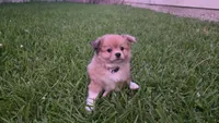 Gray, a male Pomeranian and Miniature Australian Shepherd for sale in Houston, TX – 5 of 5