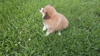 Melon, a female Pomeranian and Miniature Australian Shepherd for sale in Houston, TX – 3 of 4