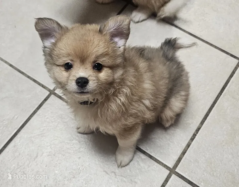 Gray – Pomeranian, Miniature Australian Shepherd puppy for sale in Houston, TX