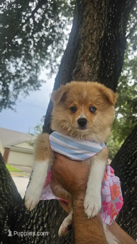 Red – Pomeranian, Miniature Australian Shepherd puppy for sale in Houston, TX