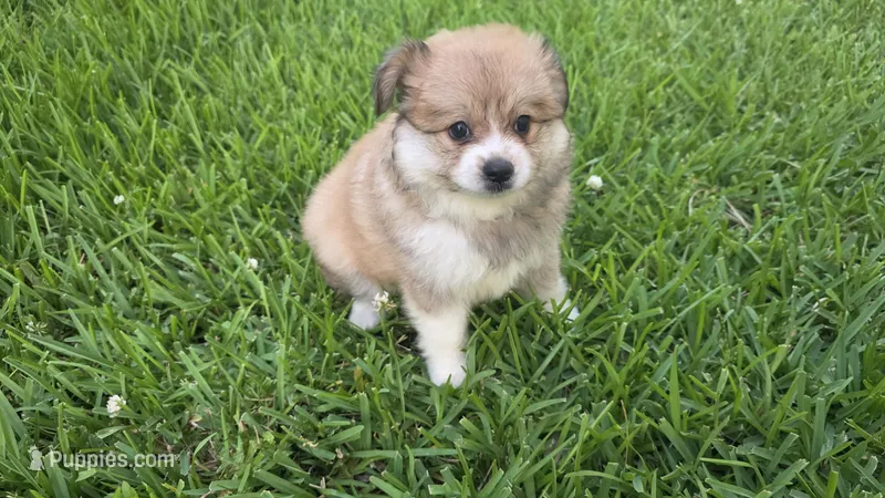 Melon – Pomeranian, Miniature Australian Shepherd puppy for sale in Houston, TX