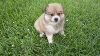 Melon, a female Pomeranian and Miniature Australian Shepherd for sale in Houston, TX – 1 of 4