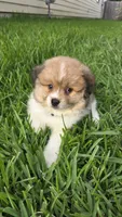 Bear , a male Pomeranian for sale in Houston, TX – 5 of 5