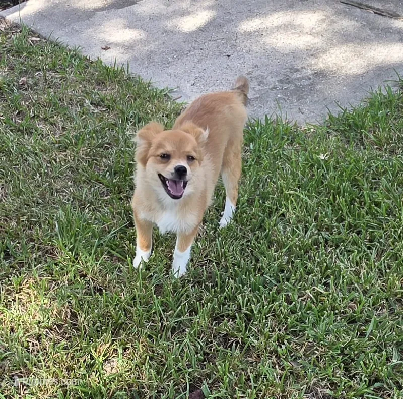 Girly-pink – Pomeranian, Miniature Australian Shepherd puppy for sale in Houston, TX