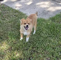 Girly-pink, a female Pomeranian and Miniature Australian Shepherd for sale in Houston, TX – 1 of 9