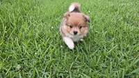 Moon, a female Pomeranian and Miniature Australian Shepherd for sale in Houston, TX – 3 of 6