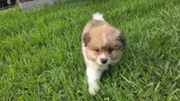 Bear , a male Pomeranian for sale in Houston, TX – 3 of 5