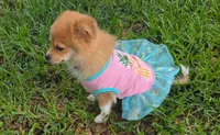 Girly-pink, a female Pomeranian and Miniature Australian Shepherd for sale in Houston, TX – 2 of 9
