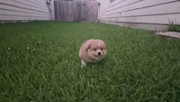 Red, a male Pomeranian and Miniature Australian Shepherd for sale in Houston, TX – 2 of 5
