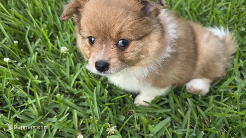 Moon – Pomeranian, Miniature Australian Shepherd puppy for sale in Houston, TX