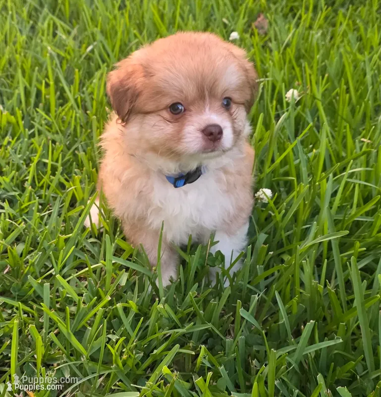 Blue-viejito – Pomeranian, Miniature Australian Shepherd puppy for sale in Houston, TX