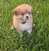 Blue-viejito, a male Pomeranian and Miniature Australian Shepherd for sale in Houston, TX – 3 of 6