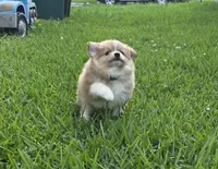 Girly-pink, a female Pomeranian and Miniature Australian Shepherd for sale in Houston, TX – 3 of 3