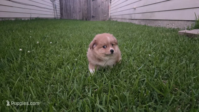 Red – Pomeranian, Miniature Australian Shepherd puppy for sale in Houston, TX