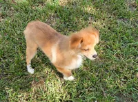 Girly-pink, a female Pomeranian and Miniature Australian Shepherd for sale in Houston, TX – 2 of 9