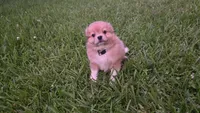 Gray, a male Pomeranian and Miniature Australian Shepherd for sale in Houston, TX – 3 of 5