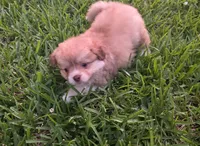 Blue-viejito, a male Pomeranian and Miniature Australian Shepherd for sale in Houston, TX – 4 of 6