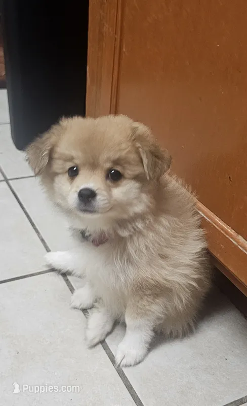 Melon – Pomeranian, Miniature Australian Shepherd puppy for sale in Houston, TX