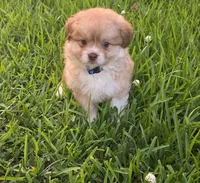 Blue-viejito, a male Pomeranian and Miniature Australian Shepherd for sale in Houston, TX – 2 of 6