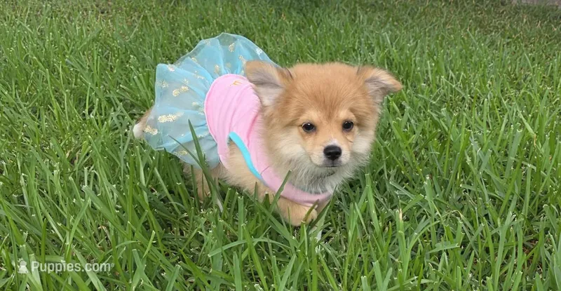 Girly-pink – Pomeranian, Miniature Australian Shepherd puppy for sale in Houston, TX