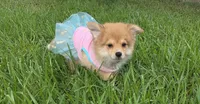 Girly-pink, a female Pomeranian and Miniature Australian Shepherd for sale in Houston, TX – 1 of 9